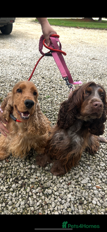 Cocker Spaniel dogs Stunning litter of show cocker spaniels - Advert 16