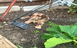 Sproodle dogs for sale: F1 Sproodle Puppies  - Image 3