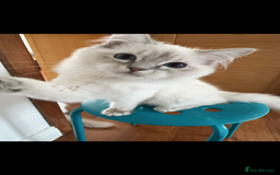 Ragdoll cats for sale: Adorable Ragdoll Kittens Looking for Love - Image 4