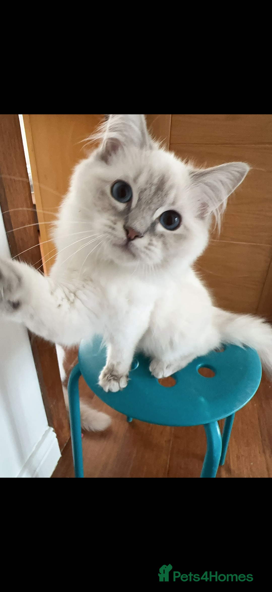 Ragdoll cats for sale: Adorable Ragdoll Kittens Looking for Love - Image 4
