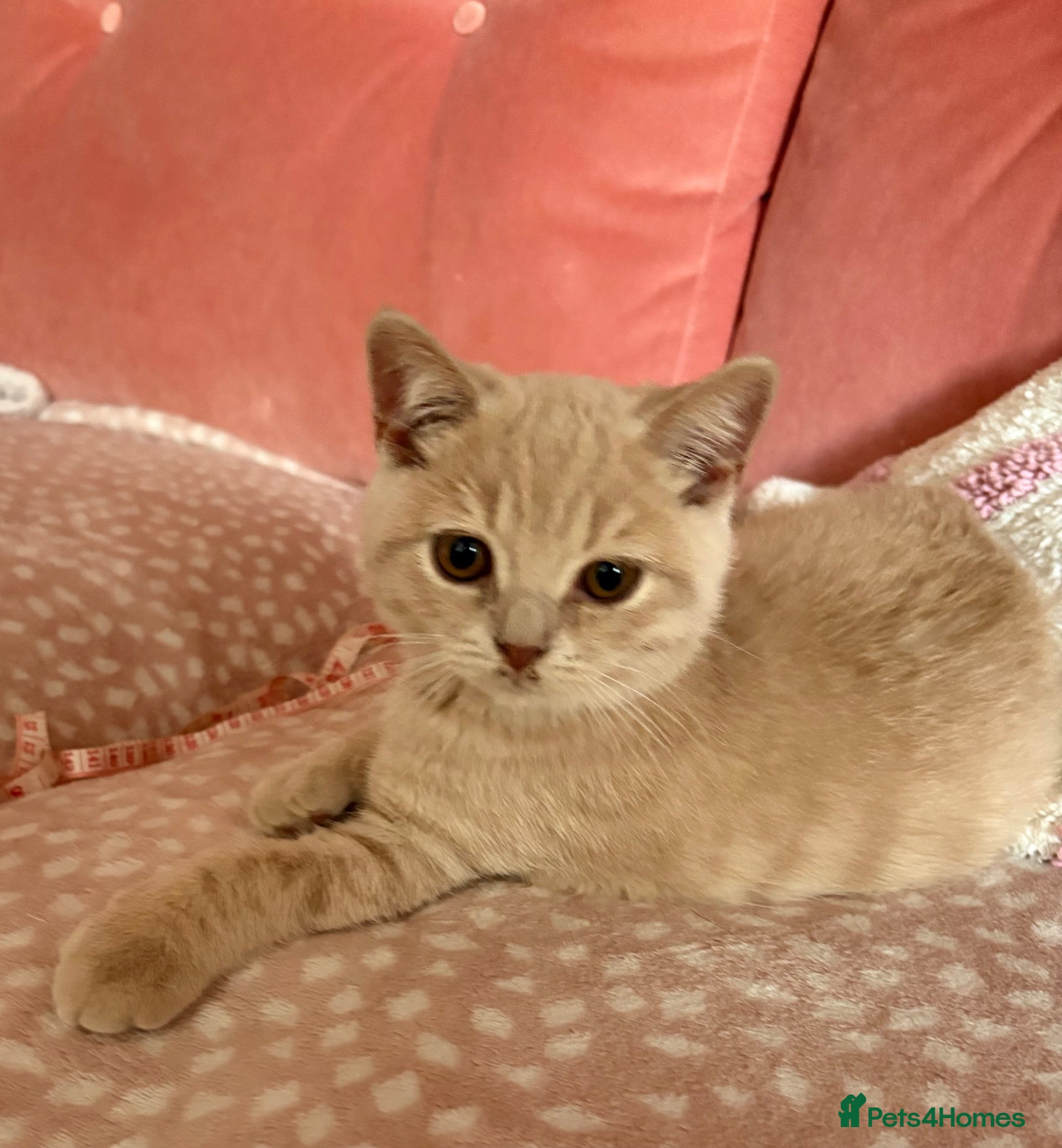 British Shorthair cats Muffin - Male Solid cream British Shorthair - Advert 2