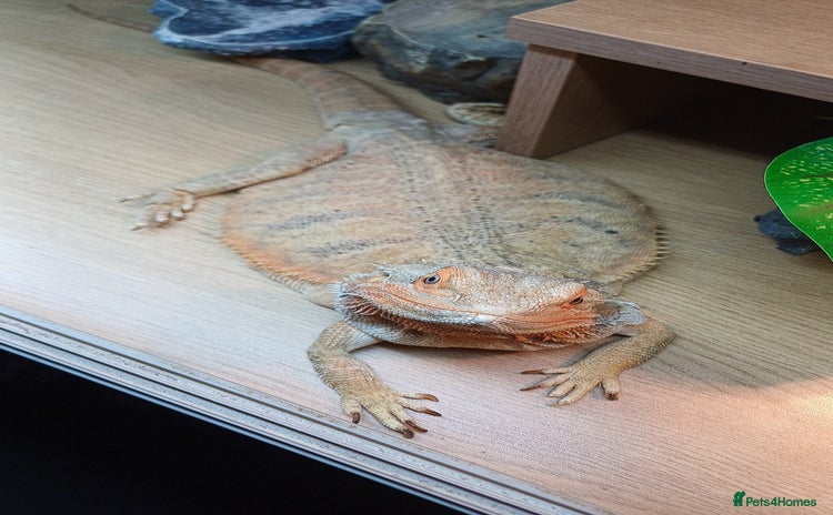 Bearded Dragon reptiles - Advert 1