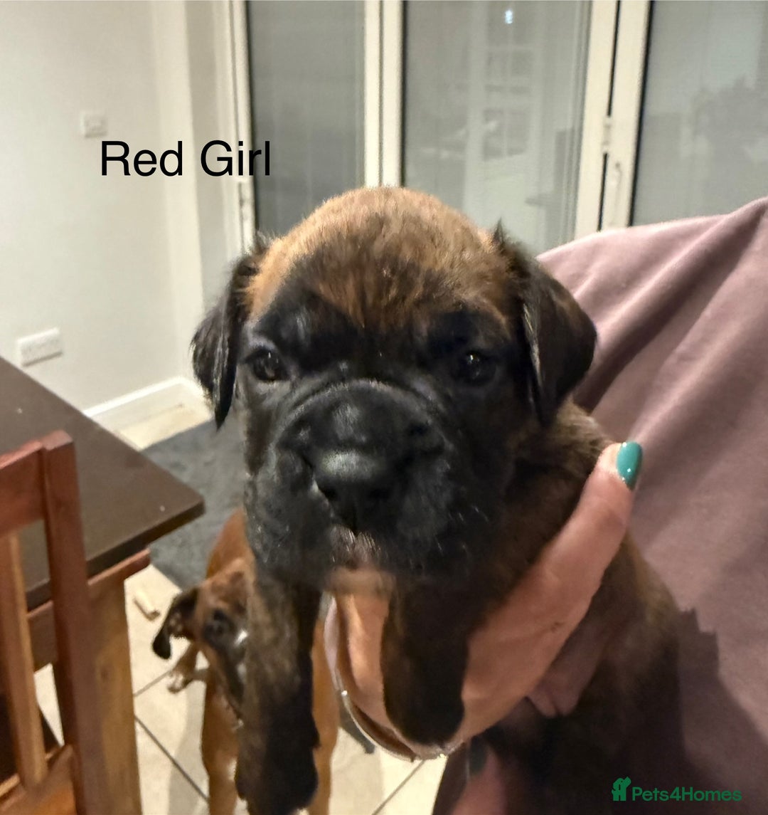 Boxer dogs for sale: Boxer Puppies  - Advert 4