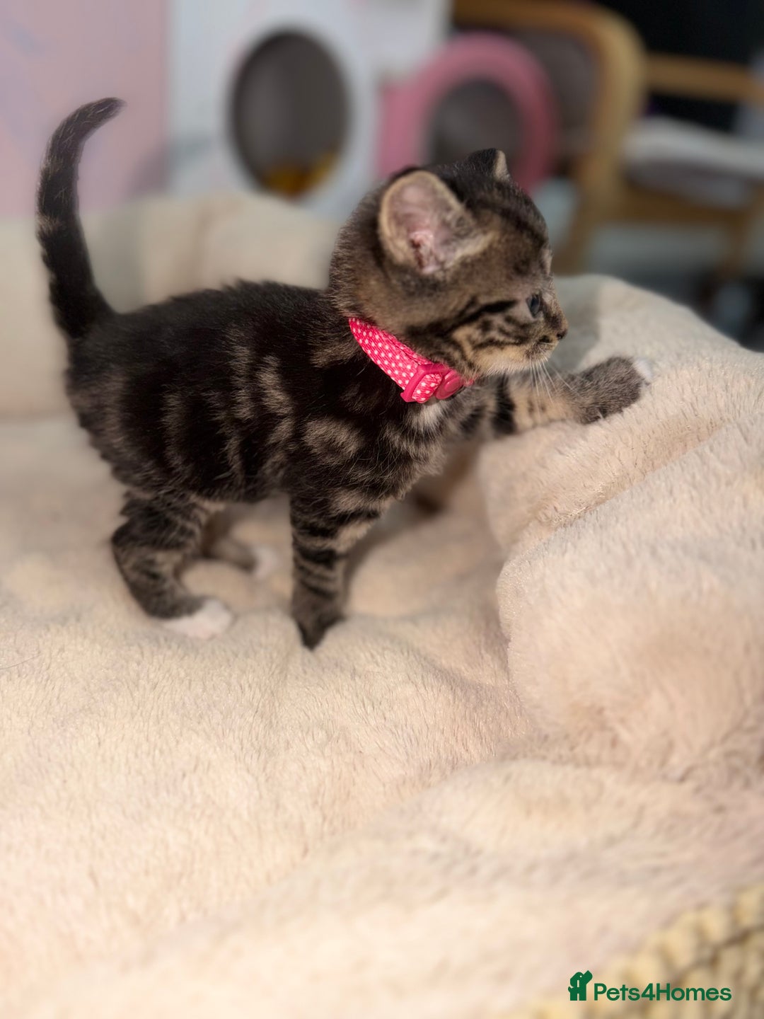 Bengal cats for sale: Beautiful bengals litter of 7😍 - Advert 19