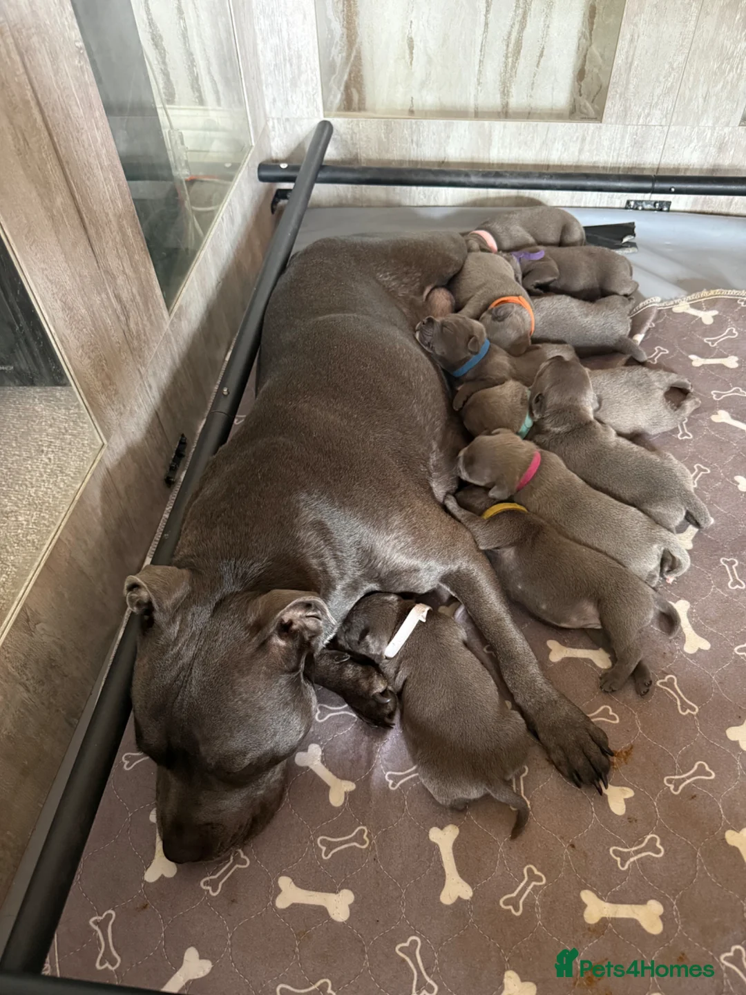 Staffordshire Bull Terrier dogs for sale: Beautiful blue staffy pups kc registered - Advert 2
