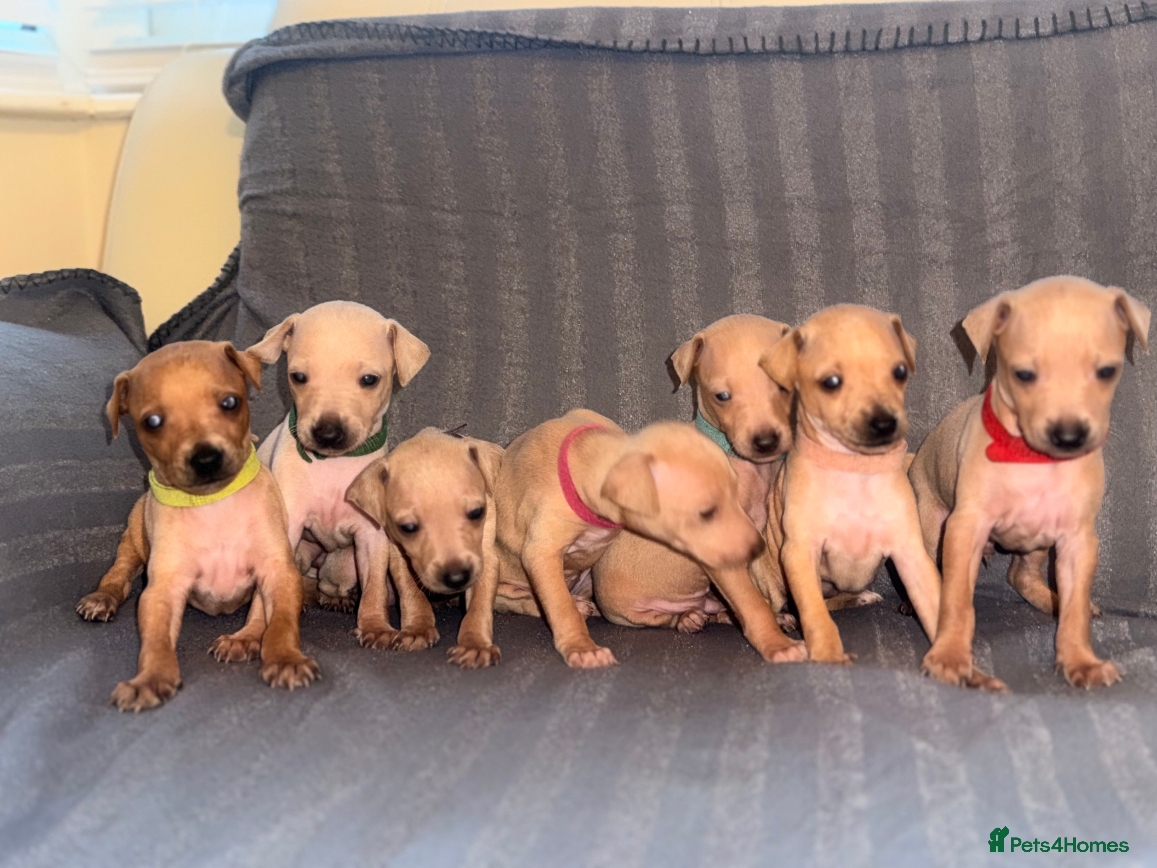 Italian Greyhound dogs Kc Italian greyhound puppies  loving homes wanted  - Advert 1