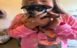 Jack Russell dogs for sale: Gorgeous Jack Russell Puppies - Image 12