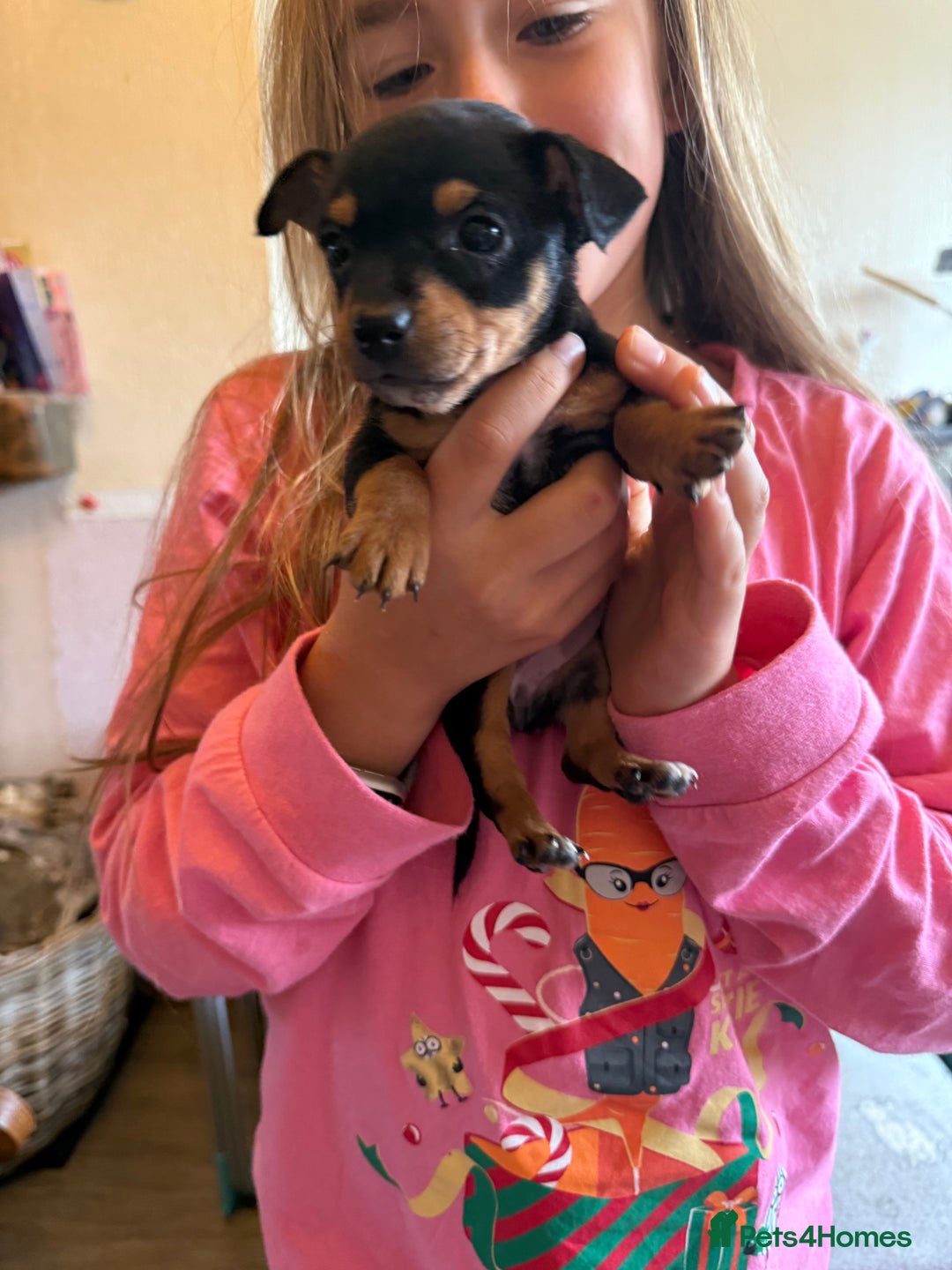 Jack Russell dogs for sale: Gorgeous Jack Russell Puppies - Image 12