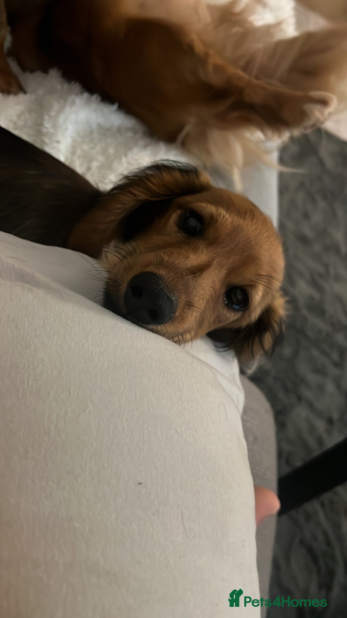 Miniature Dachshund dogs Ready now gorgeous mini long haired dachshund  - Advert 11