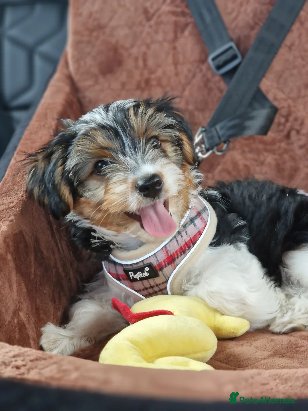 Biewer Terrier dogs for stud: 1 year old Biewer Terrier for stud - Advert 10