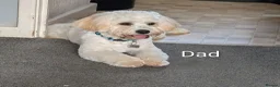 Cavachon dogs for sale: Cavachon puppies in Cleator Moor - Advert 3