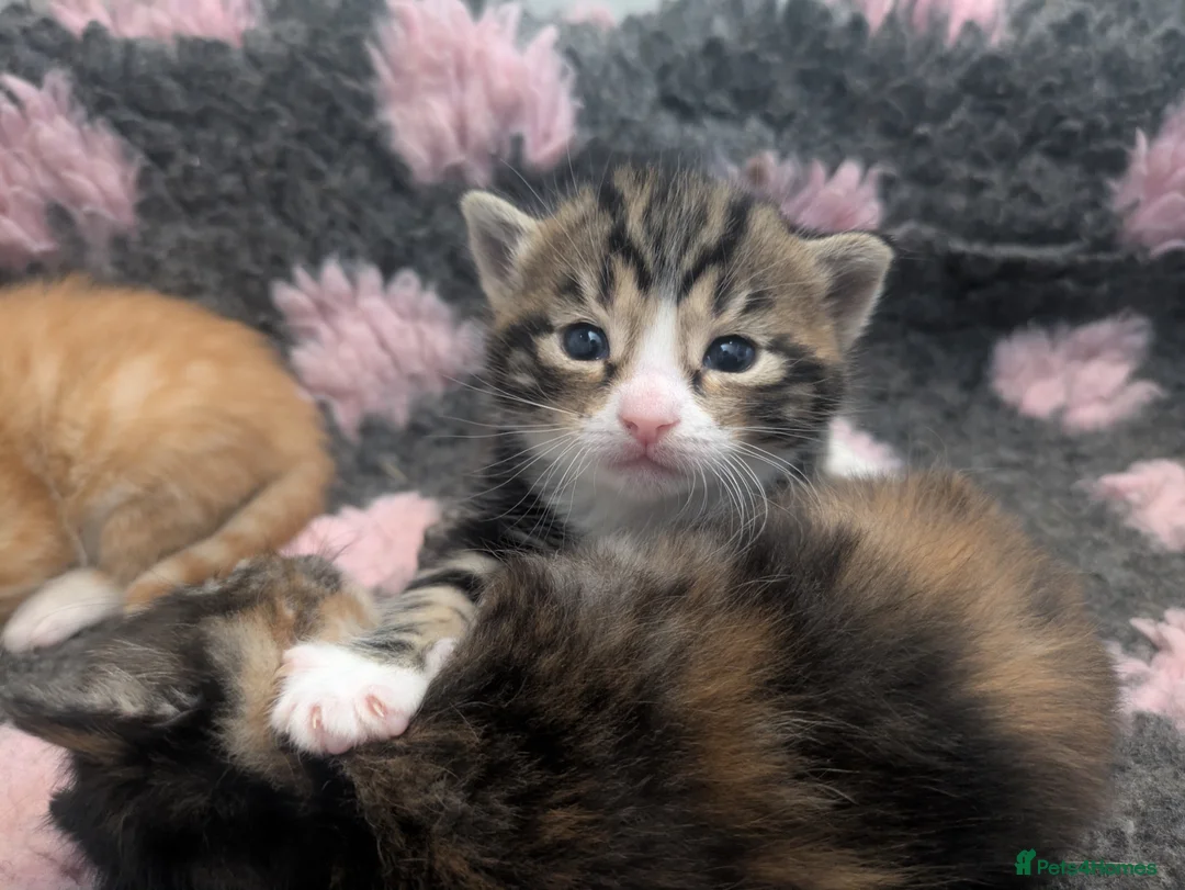 Mixed Breed cats for sale: Beautiful Fluffy Kittens - Advert 2