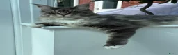 Maine Coon cats for sale: 2 year old Maine coon - Advert 3