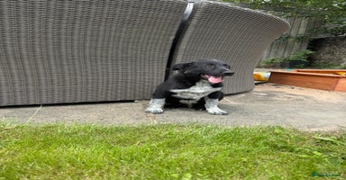 Border Collie dogs - Advert 15