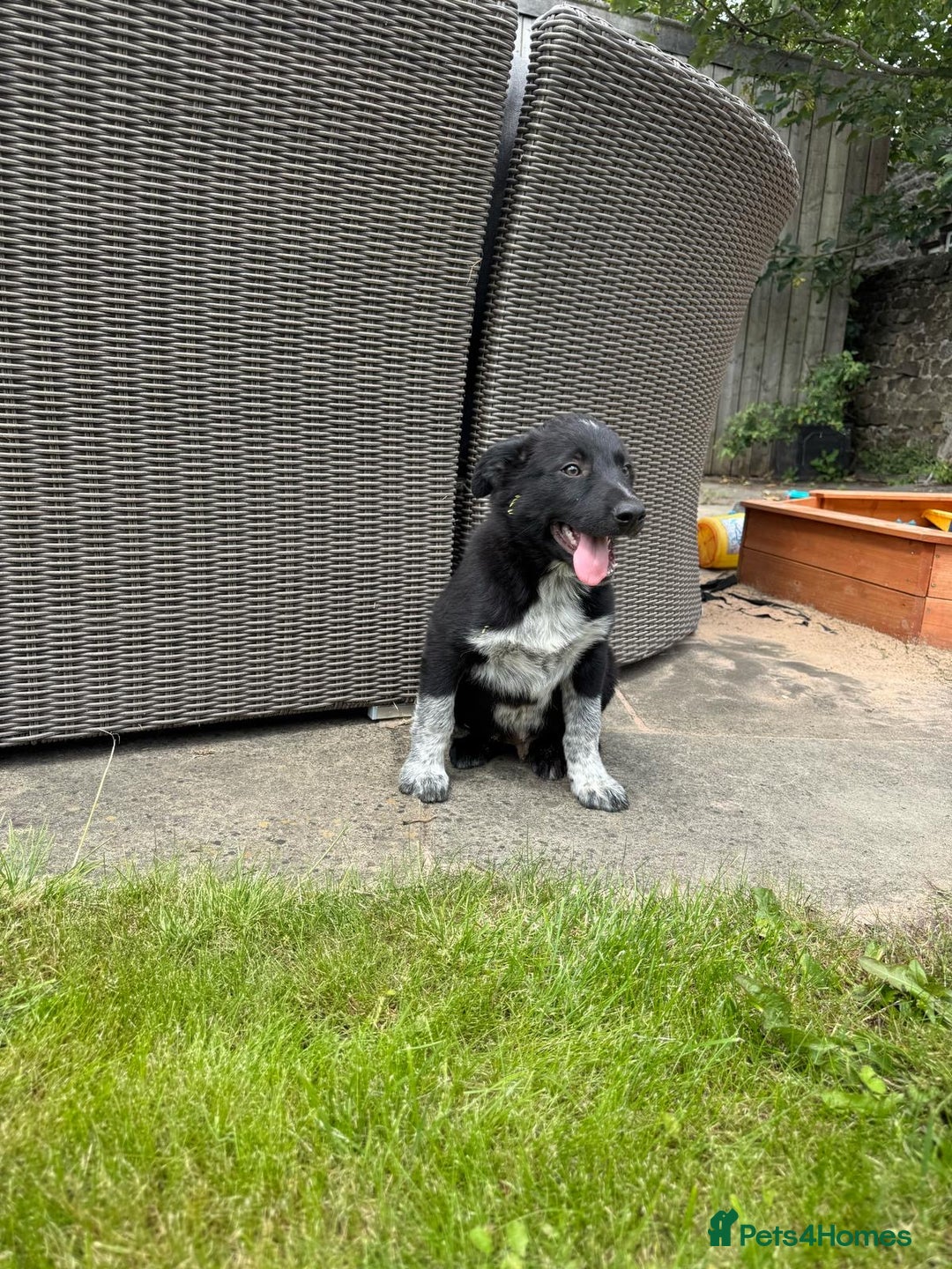 Border Collie dogs for sale: Stunning Border Collie pups looking for 5⭐️ homes. - Image 2