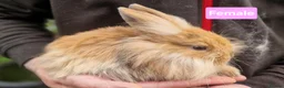 Mini Lion Lop rabbits for sale: Super Friendly Baby Lion Lops and Lop x Mini Rex   - Advert 11