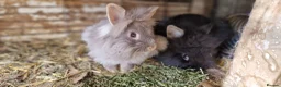 Lionhead rabbits for sale: Cute fluffy friendly lionhead babies-2boys left - Advert 12