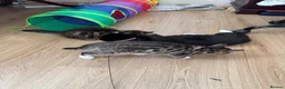 Mixed Breed cats for sale: Adorable kitten looking loving home  - Advert 18