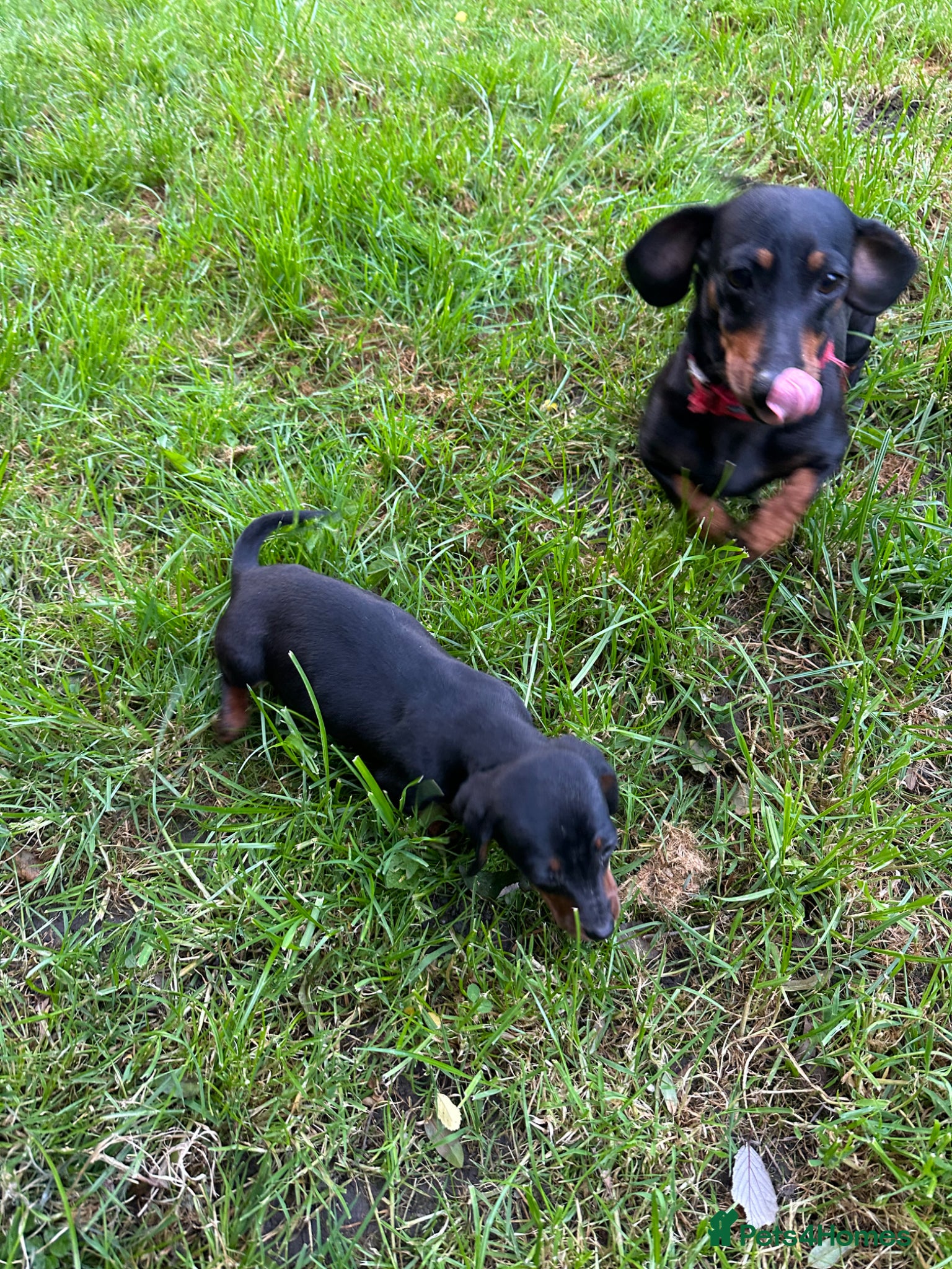 Dachshund dogs Miniature Daschunds puppies  . (Ready to leave now - Advert 2