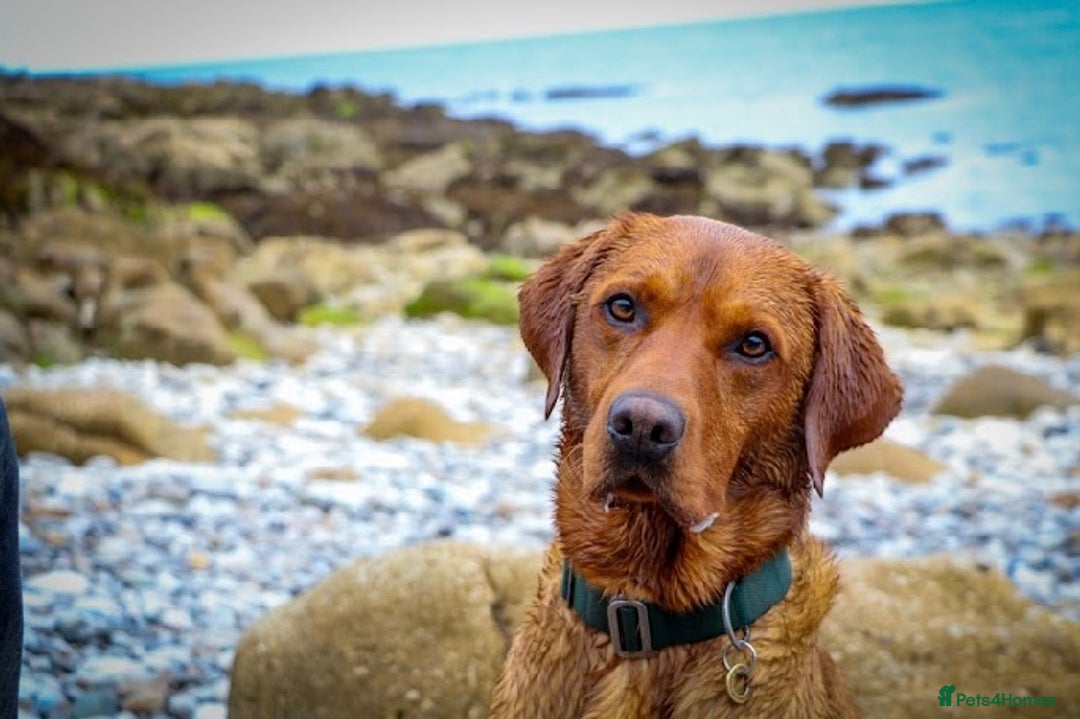 Labrador Retriever dogs for stud: Fox red Labrador available for stud - Proven in Melton Mowbray - Advert 3