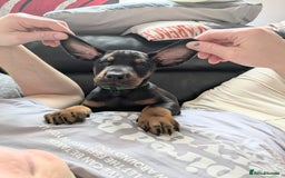Dobermann dogs for sale: Beautiful Doberman puppies 3 boys 3 girls for sale - Image 5
