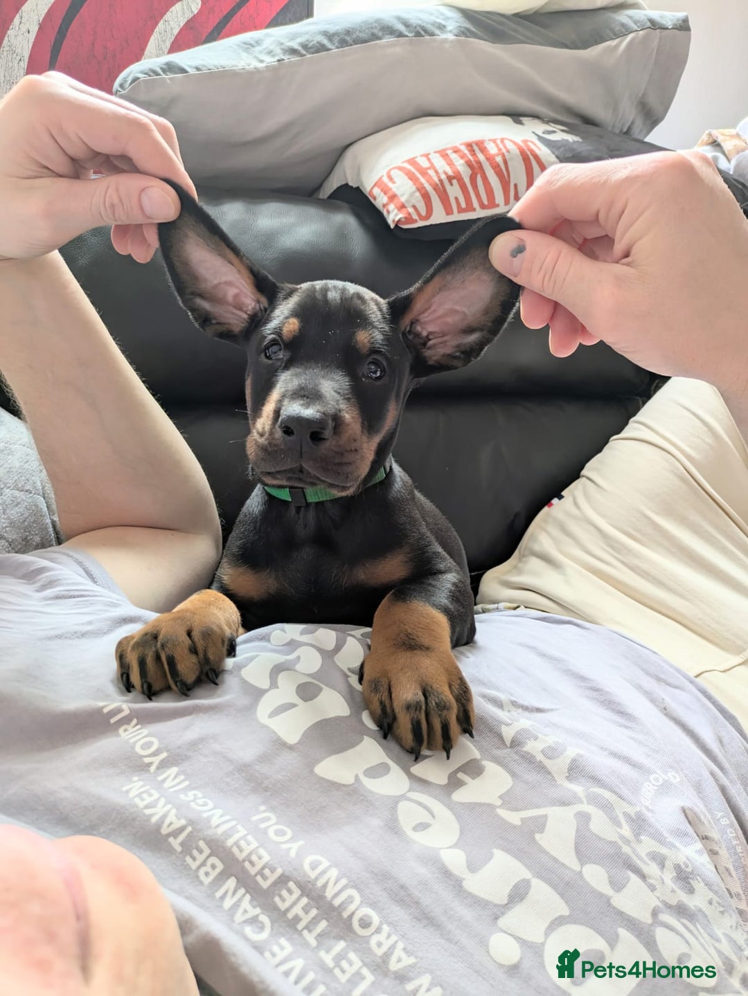 Dobermann dogs for sale: Beautiful Doberman puppies 3 boys 3 girls for sale - Image 5