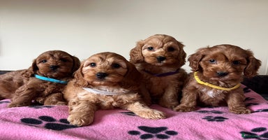 Cockapoo dogs - Advert 3
