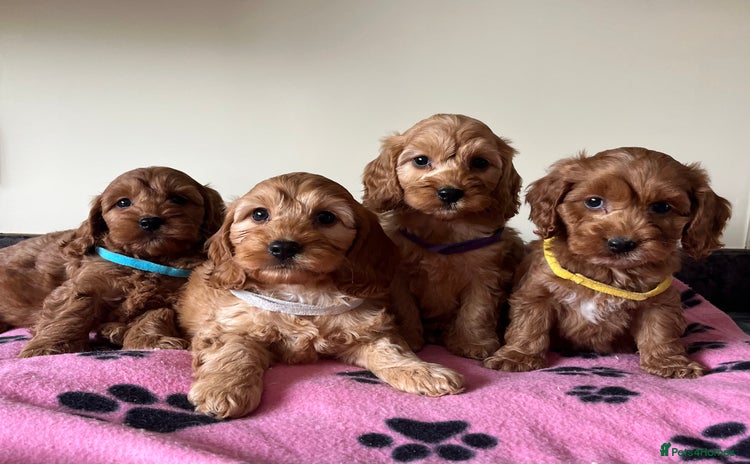Cockapoo dogs - Advert 3