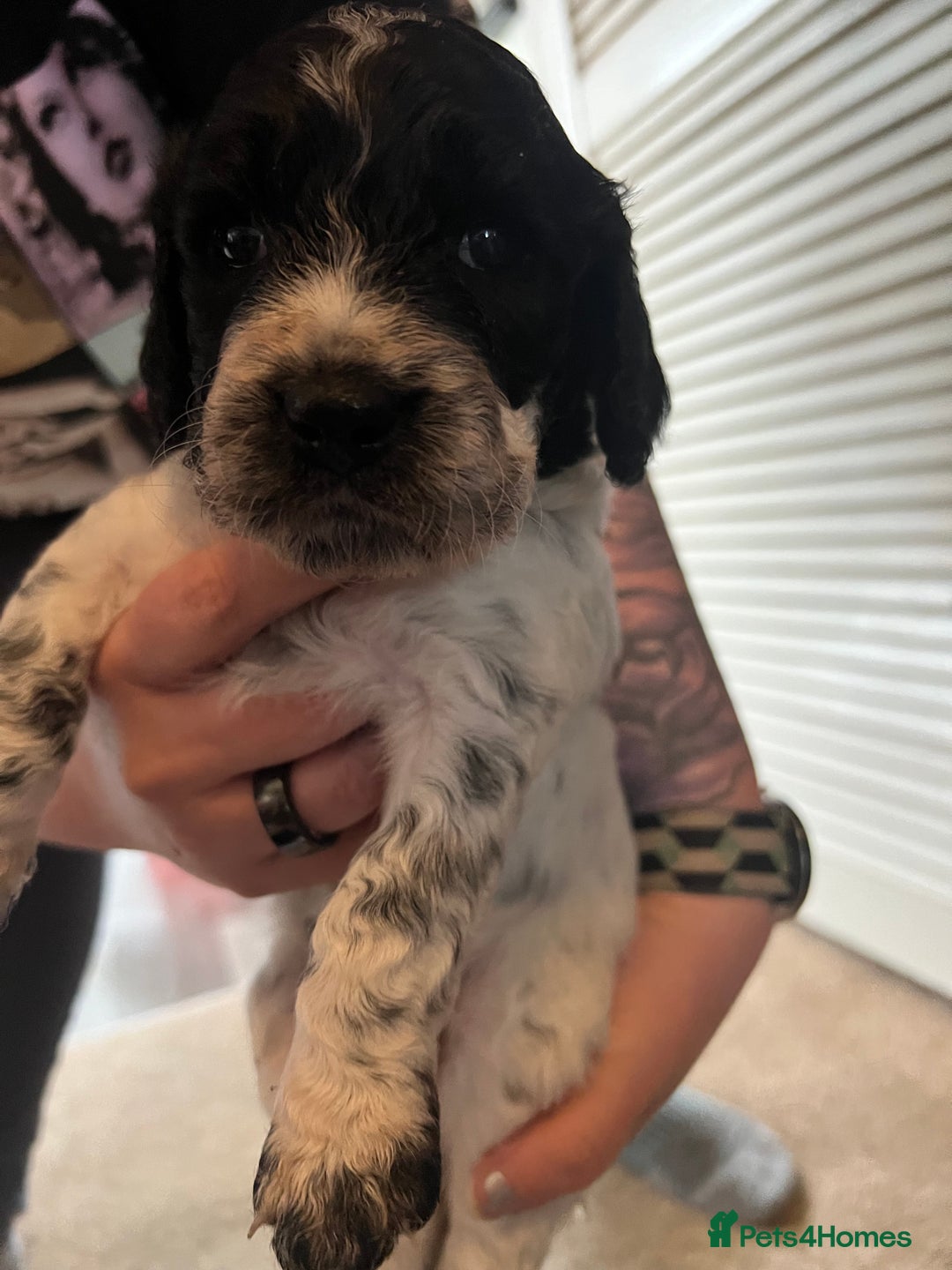 Mixed Breed dogs for sale: Spaniel Puppies For Sale - Advert 9