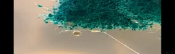Ricefish fish for sale: Medaka rice fish eggs many varieties available  in Aylesbury - Advert 8