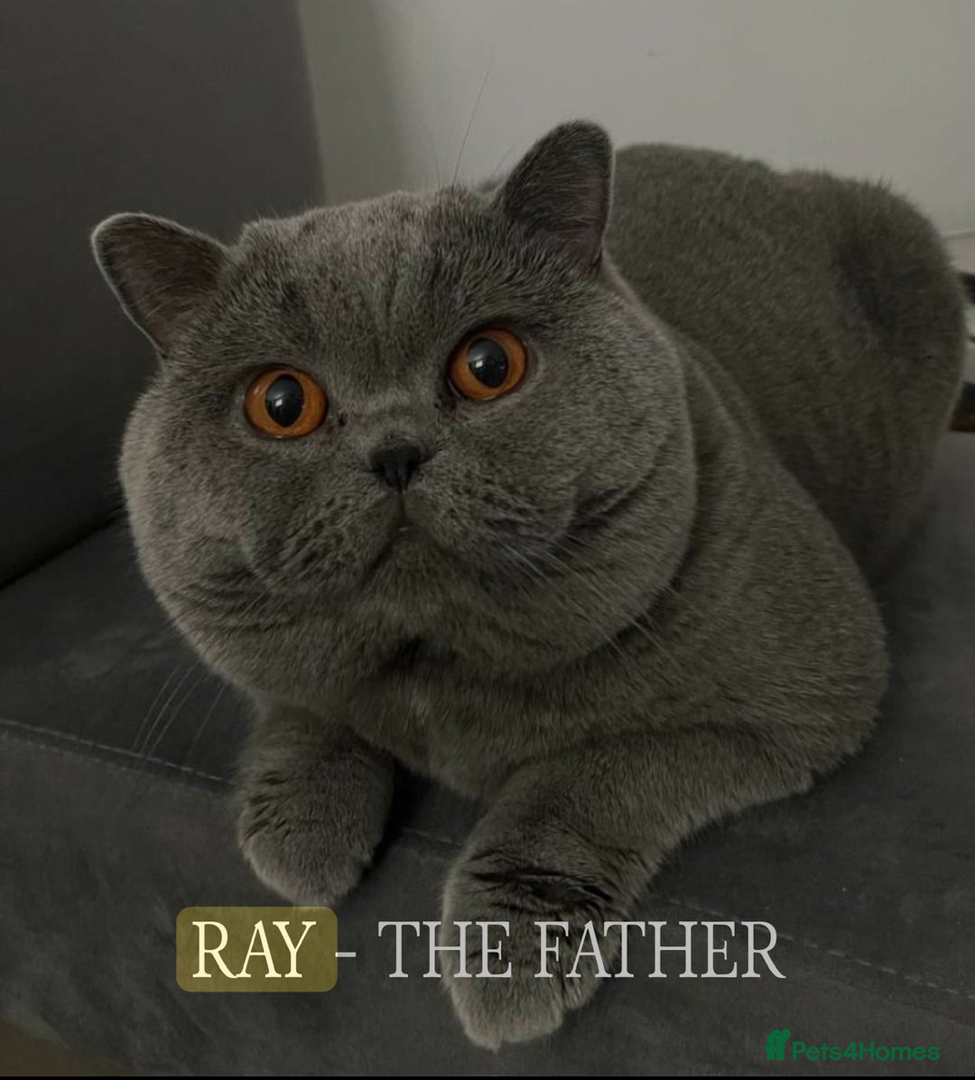 British Shorthair cats for sale: GCCF Registered British Shorthair kittens  - Advert 26