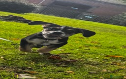 Mixed Breed dogs for sale: Bruno - Image 4