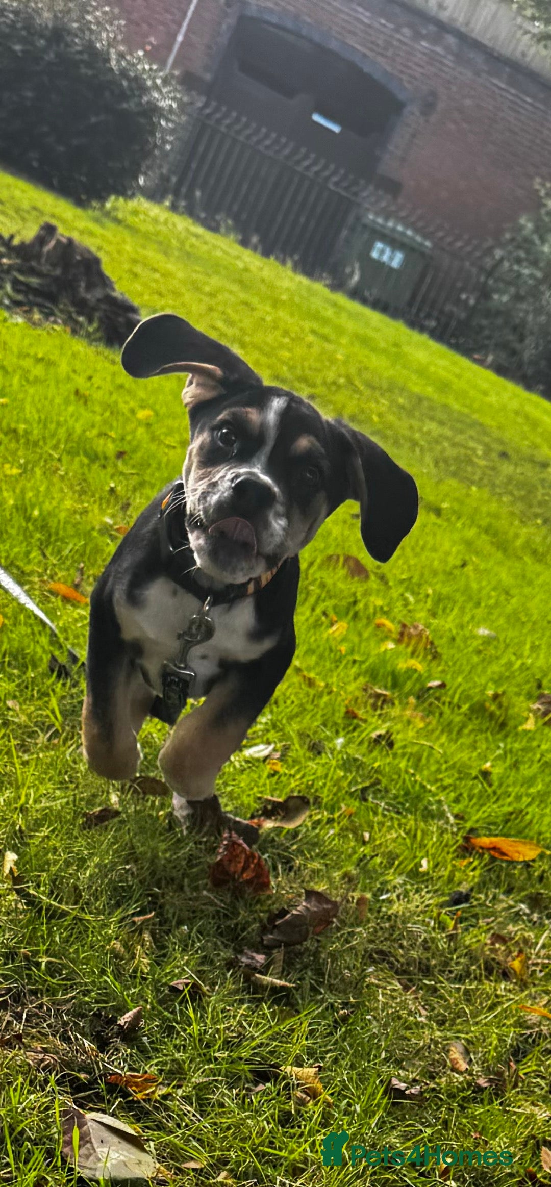 Mixed Breed dogs for sale: Bruno - Image 4