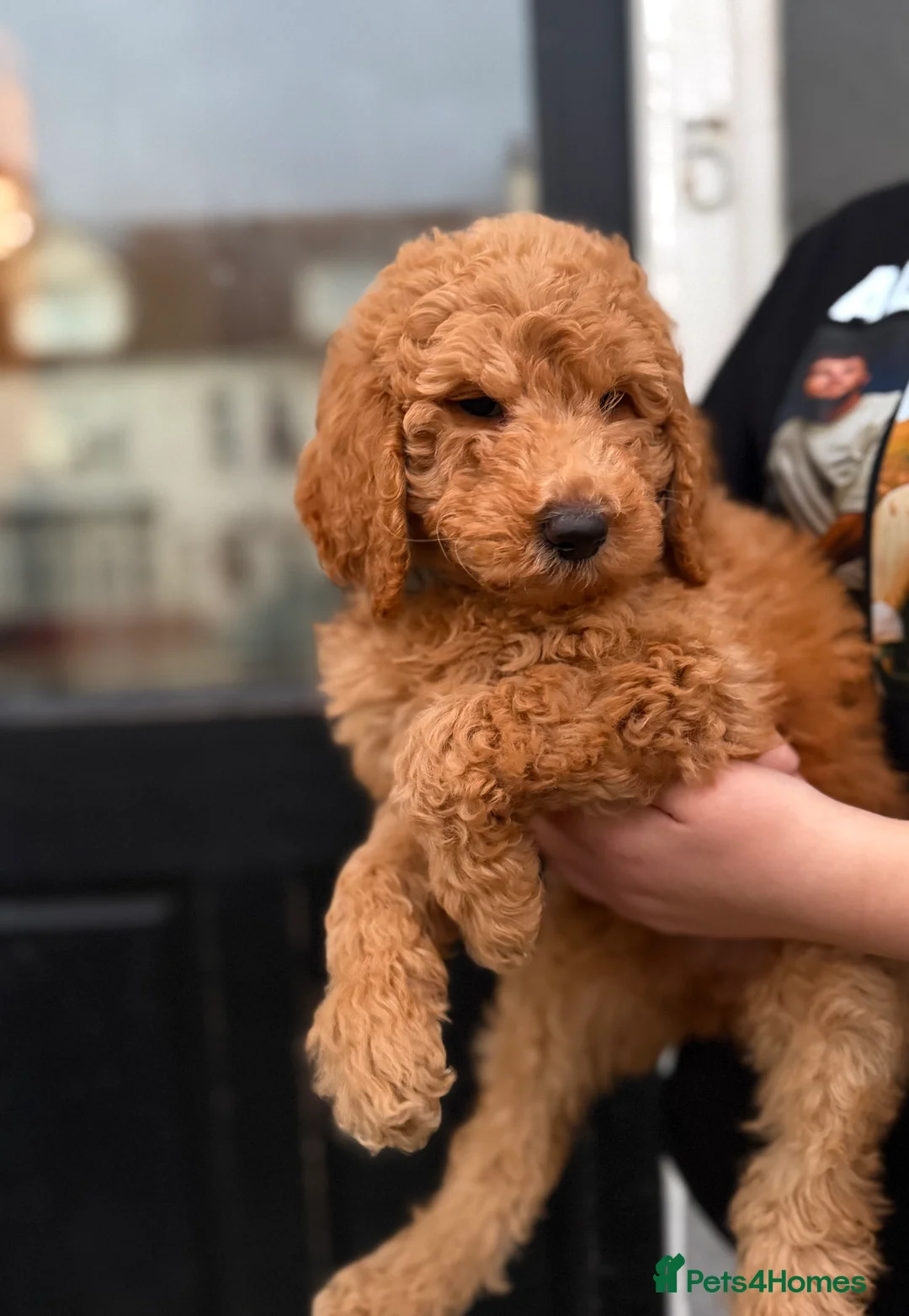 Goldendoodle dogs for sale: Female Goldendoodle Ready Now - Advert 1