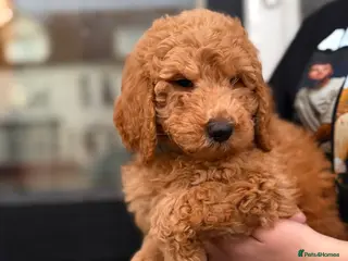 Goldendoodle dogs Female Goldendoodle Ready Now - Advert 11