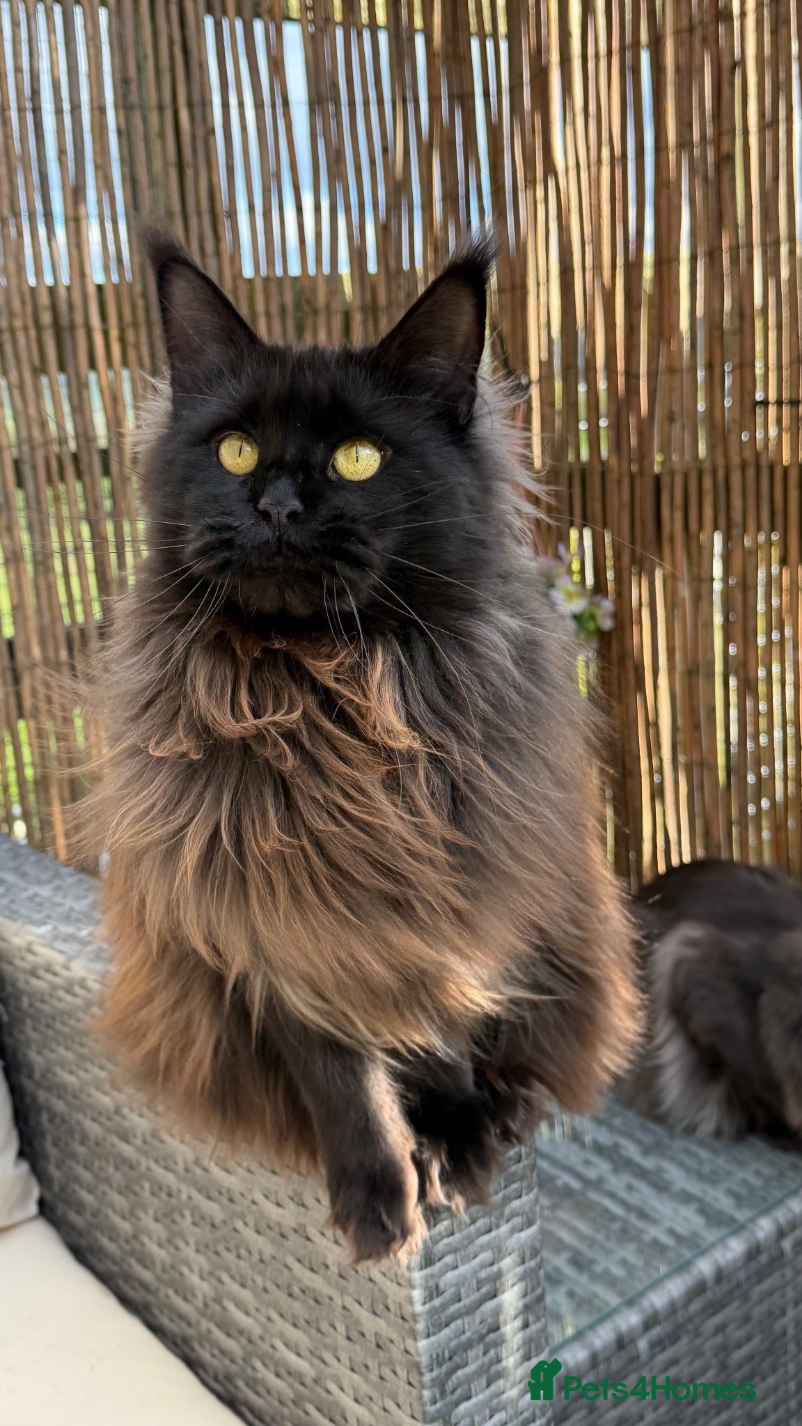 Maine Coon cats 2 Stunning Retired Mainecoon Girls to go together - Advert 1