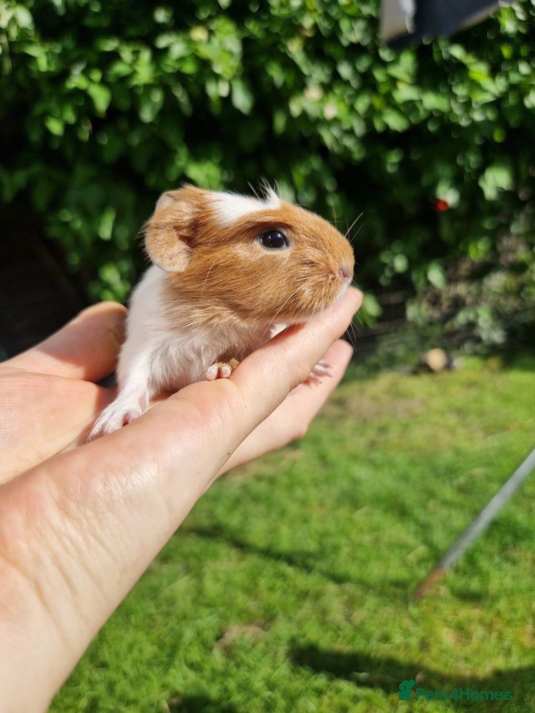 Guinea Pig rodents for sale: 2 beautiful babies arrive reserve Now  in Darwen - Image 6