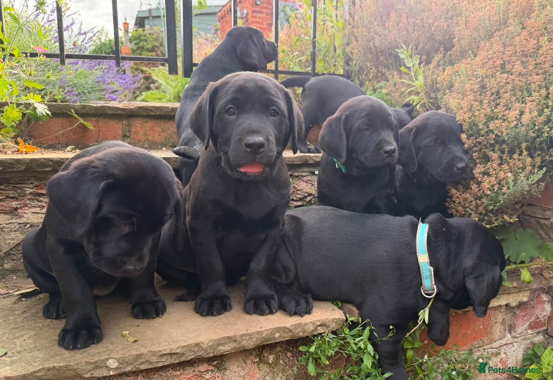 Labrador Retriever dogs Bold and Confident Black Labrador Pups - Advert 1