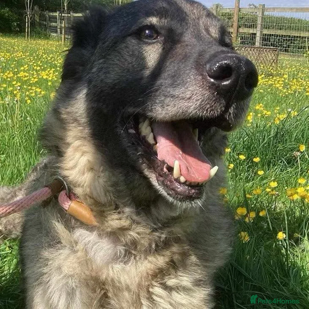 Mixed Breed dogs for adoption: Sable a Gentle Soul  in Birmingham - Advert 2