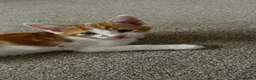 Mixed Breed cats for sale: Ginger male, colored females - Advert 6