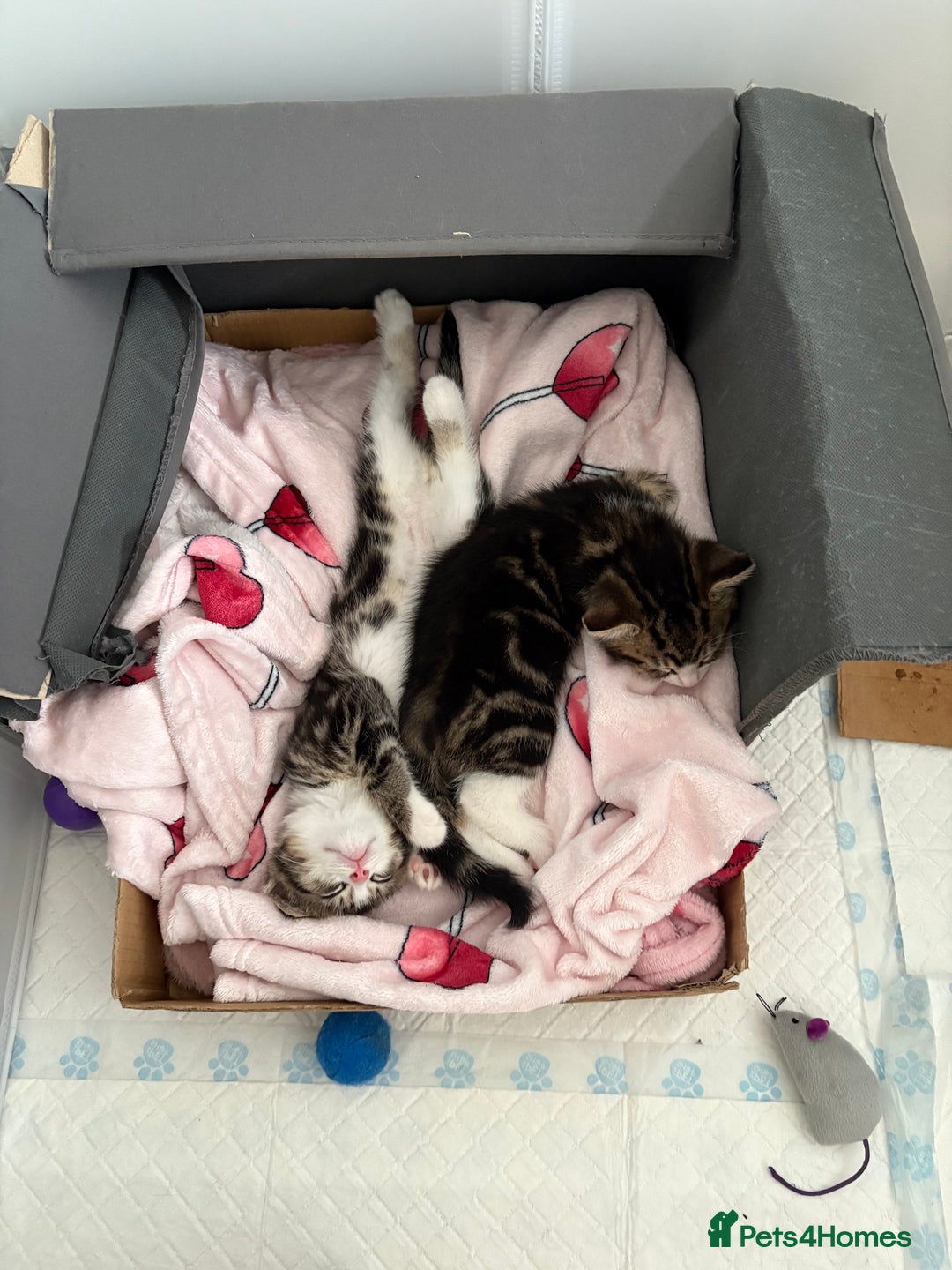 Domestic Shorthair cats for sale: Beautiful Tabby Kittens Possible Norwegian Forest - Image 4