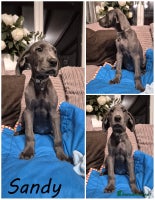 Great Dane dogs - Advert 3