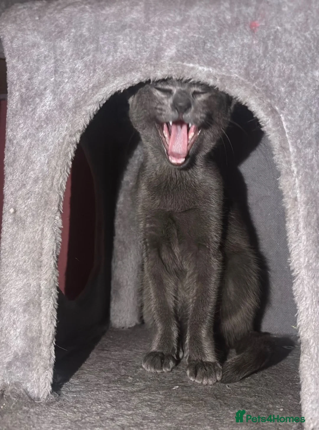 Oriental cats for sale: Blue female oriental - Advert 5