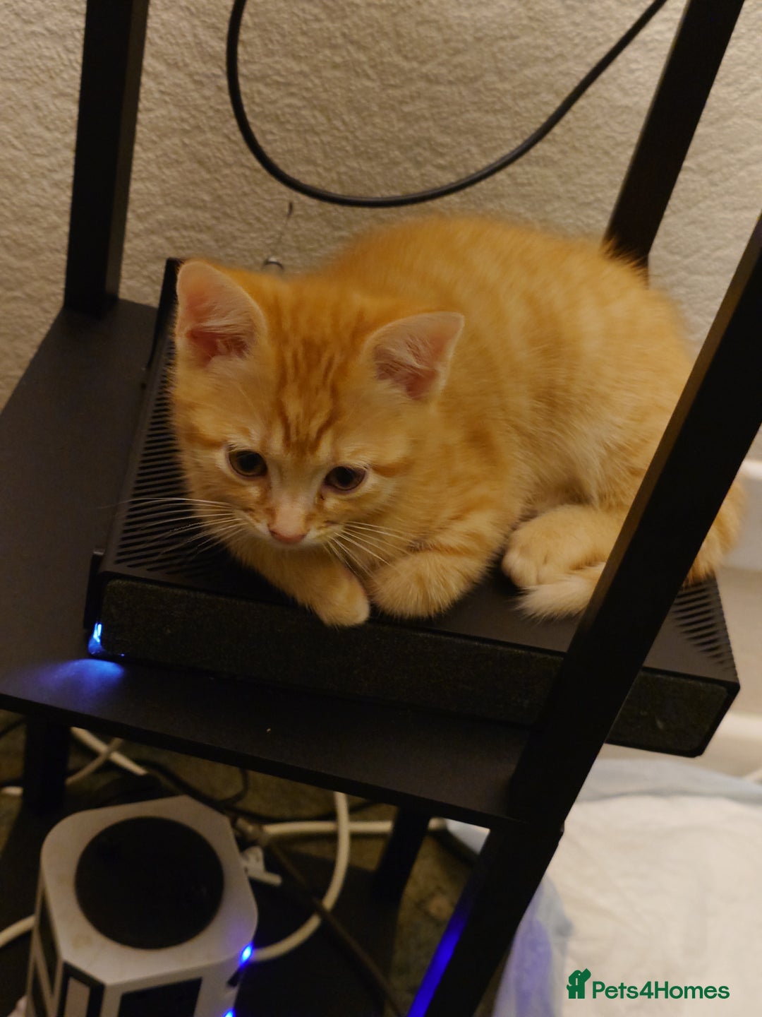 Mixed Breed cats for sale: 6 kittens of a Persian mum with Tuft ears. - Advert 23