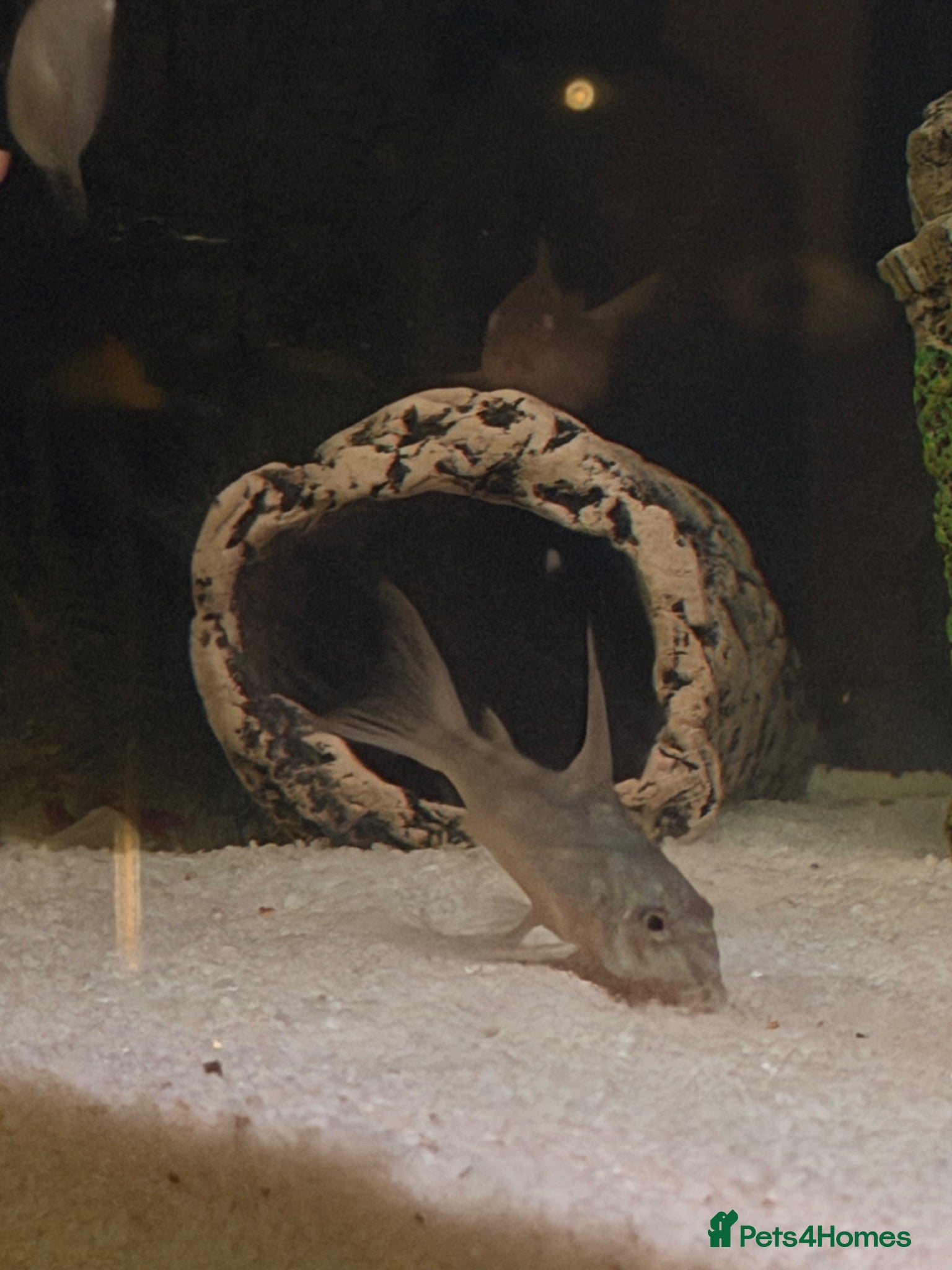 Plecos fish Plecos and corys  - Advert 9