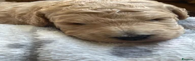 Australian Labradoodle Puppy 6