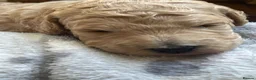 Australian Labradoodle dogs for sale: Australian Labradoodle Puppies for sale - Advert 18