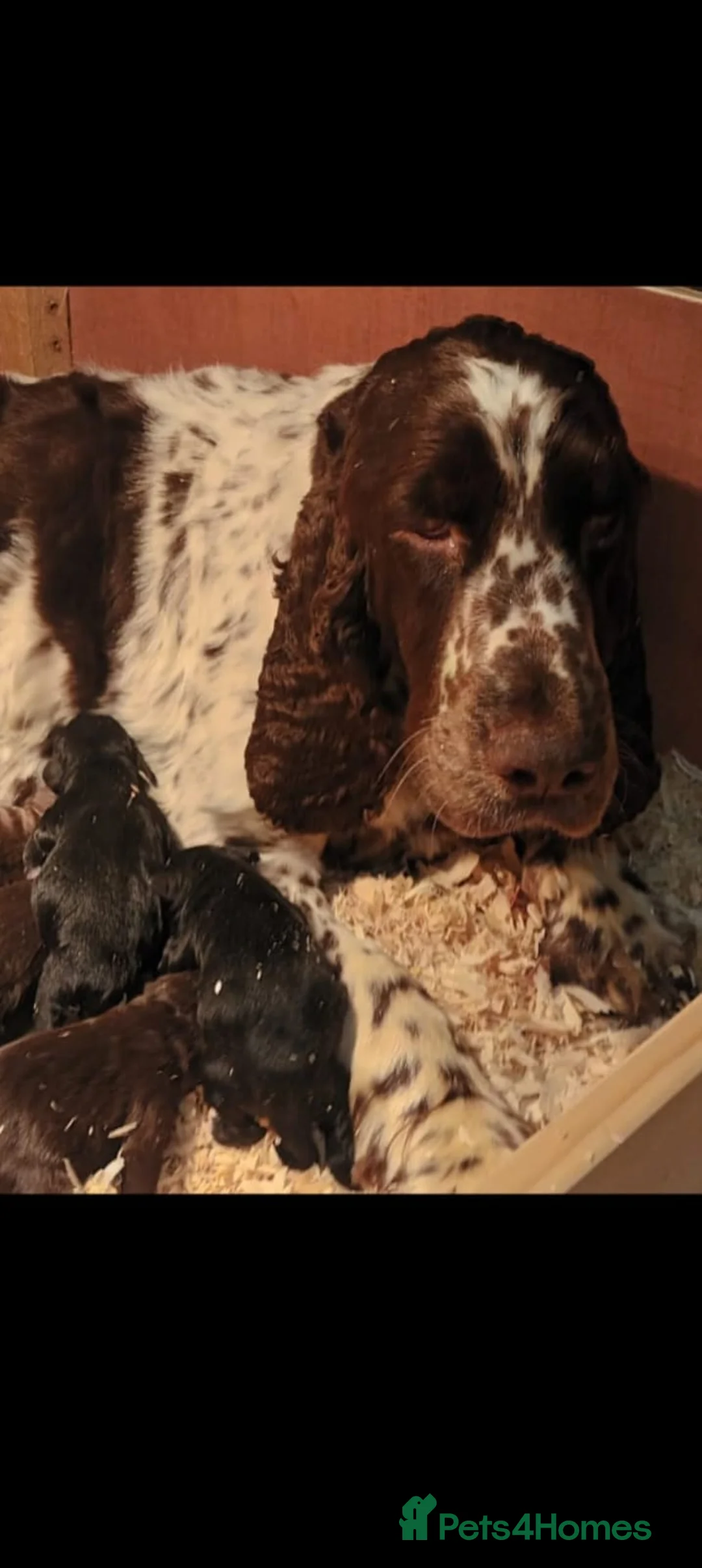 Sproodle dogs for sale: STUNNING SHOW SPRINGAPOO PUPPIES FOR SALE  - Advert 13