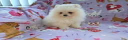Pomeranian dogs for sale: 3 gorgeous, small white Pomeranians ready now!! - Advert 13