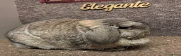 Dwarf Lop rabbits for sale: Lovely dwarf lops available  - Advert 2